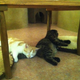 Illustration for article titled Cat Cafes Dont Get Much Cuter Than This